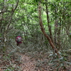 仲夏の三辻山遊山　霧雨