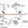南大阪看護専門学校1年生諸君！　微生物単位認定試験がんばってね　2018