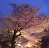 市役所さくら通りの「桜並木ライトアップ」開催中！(2023/3/21)