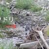 ムクドリの集団水浴びを見つめるカワセミ