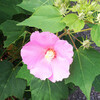 (209) Hibiscus mutabilis