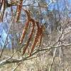ツノハシバミの花穂