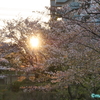 桜《＃4》 名古屋    ー 朝日を浴びる桜 ー