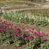 馬見丘陵公園のストック（２月上旬～３月中旬）