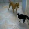 ダークサイドに落ちた（？）猫vs犬の動画