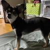 まろにー3483日目