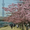 今、見れる早めの桜  東京！