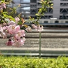 Photo No.2260 / 本文はおやすみです