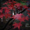 【Sony α9 / オールドレンズ】小國神社に紅葉を撮りにリベンジしてきました