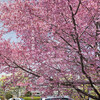 長徳寺のおかめ桜