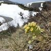 雪解けの志賀草津高原ルート