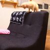 数ヶ月前にオーダーしていたソファーが届きました