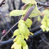 トサミズキとヒュウガミズキの花