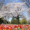 2024年の多摩川桜百景を振り返る