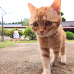 歩かぬ猫の日常