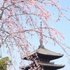 王道の京桜