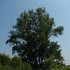 エウロアメリカポプラ（Hybrid black poplar）