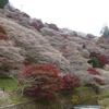 【絶景紅葉スポット】紅葉と桜が一度に楽しめる 小原の四季桜