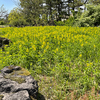 ロケハン&ウォーキング その3 ─ 2023.4.23 富山県中央植物園 ─