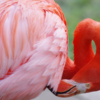 SIGMA 50-500mmと行く動物園　ー上野動物園ー