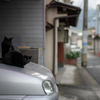 近隣住宅街のねこさん