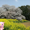 【印西：桜巡り】満開の吉高の大桜を見に行ってきました。