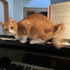 歌うのを止めなさい
