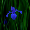  カキツバタ：杜若　燕子花　顔佳花　掻付花