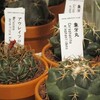 サボテンを植え替える準備