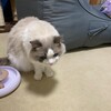 朝のお魚おもちゃ遊び
