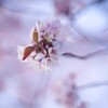 桜ポートレート