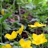 ヤマブキソウの黄色いじゅうたん　山都町・男成神社