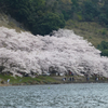 海津大崎の桜その１-桜並木編-