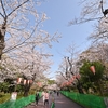 🌸上野公園の桜並木　3/31～4/1の様子です😊