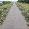 2017年5月　淀川左岸サイクリング