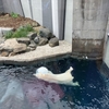 2024年夏ケベックロードトリップ〜ケベック水族館〜