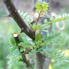 山椒の芽