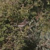 セアカモズ(Red-backed Shrike)など