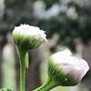 (紹介：植物)春の新宿中央公園で見かけたハルジオン貧乏草を紹介するよ