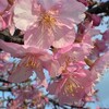 長居植物園の花