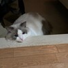 早起きするととても喜んでくれるふくちゃん