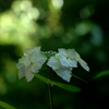 アジサイ：紫陽花