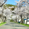 北海道から春のお便り