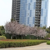 『紫叶李』だよ～(*^^*)♪≪中国開封市で見かけた桜に似た花達≫
