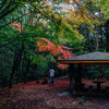 定光寺駅裏の紅葉を見てきた