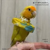 🦜トリザベスカラー　使用例