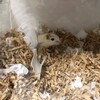 くるみあん20日目