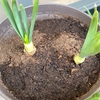 つぼみ成長中✨&つぼみ時の水やりは注意！