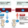 副甲状腺と骨粗鬆症。。