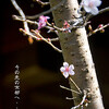 車折神社・梅と桜